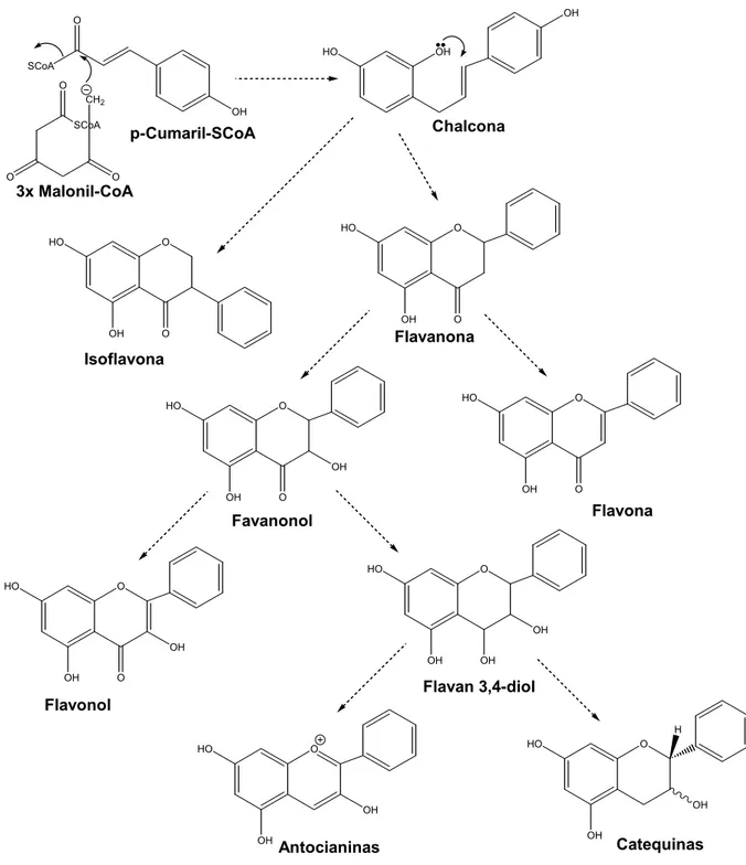 Figura 2 - Via de biosíntese dos flavonoides 