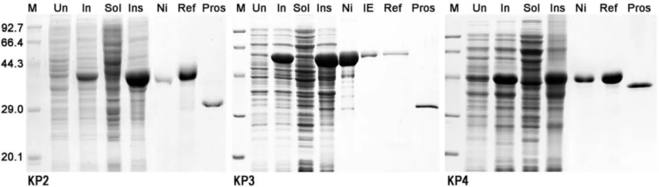 Figure 2. Production of recombinant knowpains. Knowpains were expressed in BL21(DE3) E