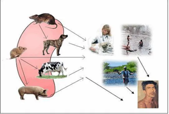 Figura  1.2.  Representação  esquemática  do  ciclo  de  transmissão  das  leptospiras ao Homem e animais