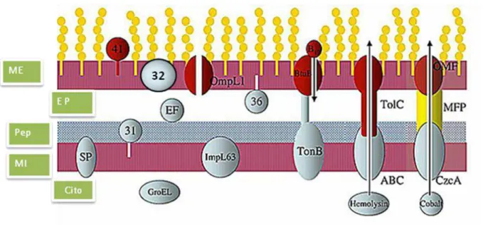 Figura  1.4  Representação  esquemática  da  localização  de  algumas  fracções  antigénicas  (LPS  e  proteínas)  existentes  nas  leptospiras  patogénicas;  ME  –  Membrana  Externa;  EP  –  Espaço  periplasmático; Pep – Peptidoglicano; MI – Membrana Int