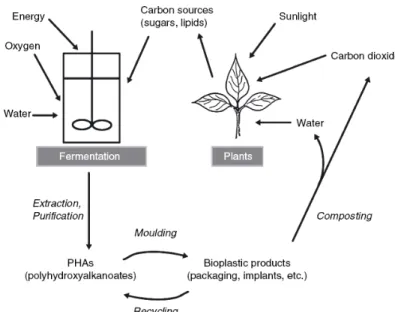 Figure 2 – Life cycle of PHAs (Verlinden et al., 2007) 