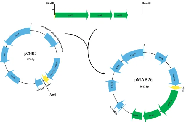 Figure 5 – Construction of plasmids pCNB5 and pMAB26 