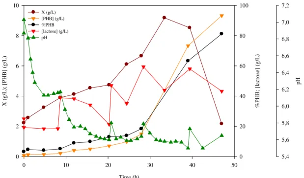 Figure 8 – PHB production from LB medium with lactose by  E. coli  CML 3-1, in shake flask 