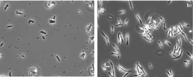 Figure 9 – Fresh samples of  E. coli  CML 3-1 strain lengthening and storing PHB; a) after 7h of incubation, b) after  47h of incubation (1000x)