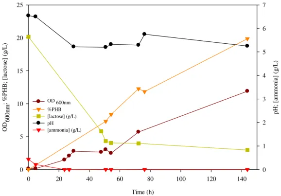 Figure 10 – PHB production from lactose in MR medium by  E. coli  CML 3-1, in shake flask 
