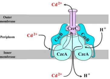 Figure  6  –  Molecular  model  of  the  efflux  RND  chemiosmotic  antiporter,  czcCBA  with  cadmium  (II)  being transported [15]