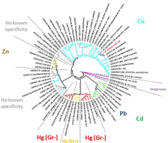 Figure  18  –  Neighbor-joining  algorithm  regulators  cladogram  tree  (proteins  accessions  numbers  –  Appendix C – Table 7 App.C.1)