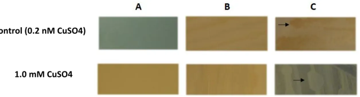 Figure  25  –  ASW  agar  control  plates  and  copper  plates  with  a  CuSO 4  concentration  of  1.0mM