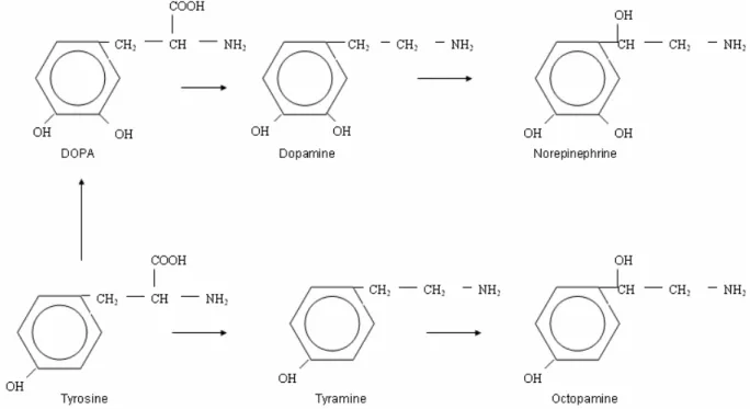 Fig. 1. Biosynthetic pathways for norepinephrine and octopamine. Adapted from Cooper et al