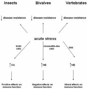 Fig. 2. Schematic outline of the connections  between NE, OA, acute stress and immune function  in different phyla