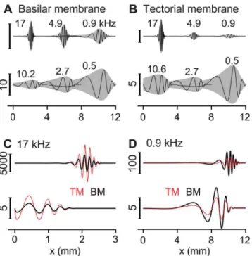 Fig 3. Traveling waves. (A) BM vibration patterns at three different stimulation frequencies when active (top) or passive (bottom)
