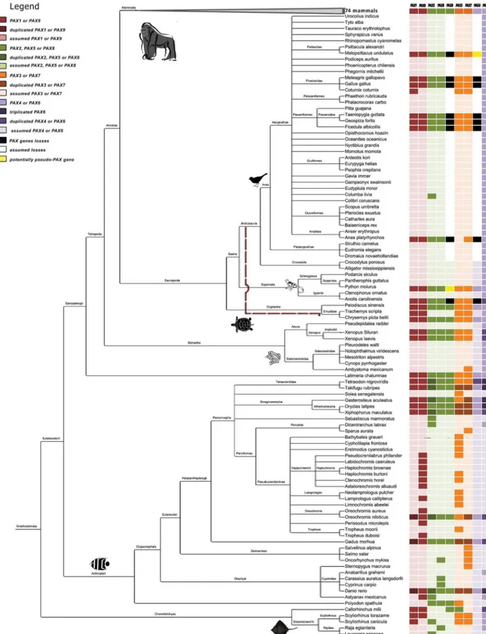 Figure 1. Phylogenetic tree for the 175 jawed vertebrate species considered in this study