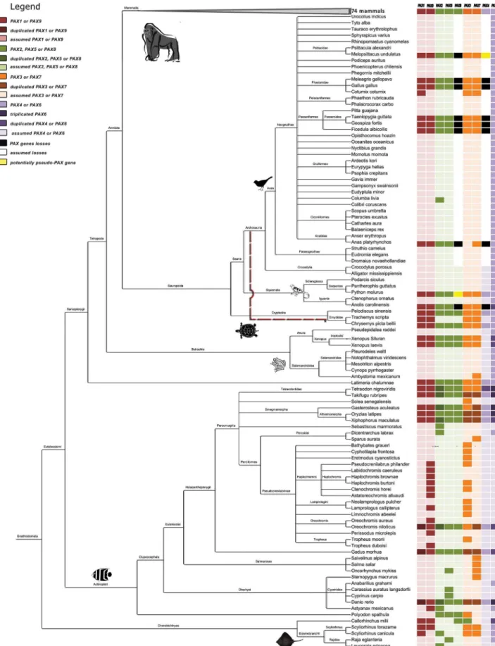 Figure 1. Phylogenetic tree for the 175 jawed vertebrate species considered in this study