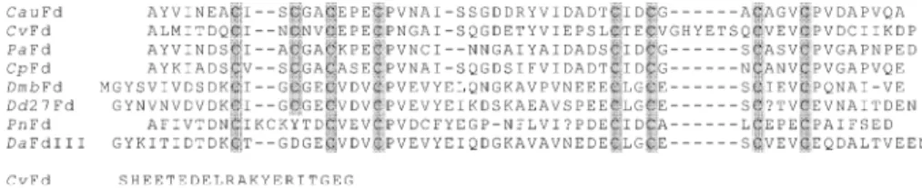 Fig. 1. Amino acid sequence alignment of se v eral Fds containing 2 / [4Fe  / 4S] or [3Fe  / 4S] / [4Fe  / 4S] clusters