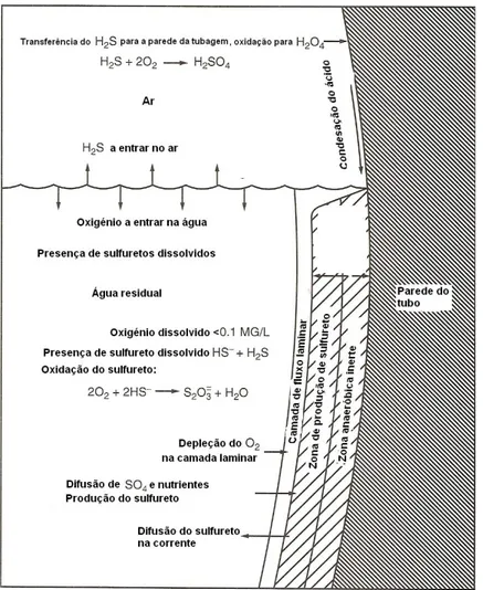 Figura 2.1 - Processos que ocorrem no nas tubagens do  sistema de recolha em condições anaeróbicas.