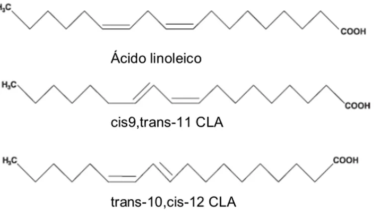 Figura I-1– Estrutura do ácido linoleico conjugado e dos isómeros cis-9,trans-11CLA e trans-10,cis- trans-10,cis-12CLA [16] 