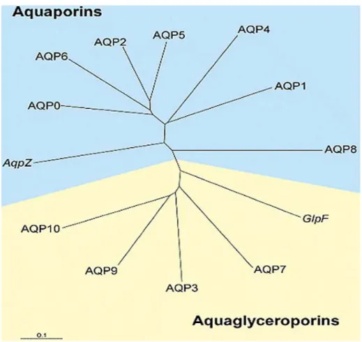 Figura I-8 – Aquaporinas de mamíferos e de E. coli [16] 