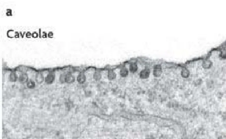 Figura I-16 – Pormenor da membrana plasmática dos adipócitos: Claveolae [26] 