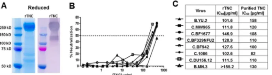 Fig 7. Neutralization potency of recombinant TNC. (A) Recombinant TNC was produced in 293T Lenti-X cells, purified by ammonium sulfate precipitation and HPLC