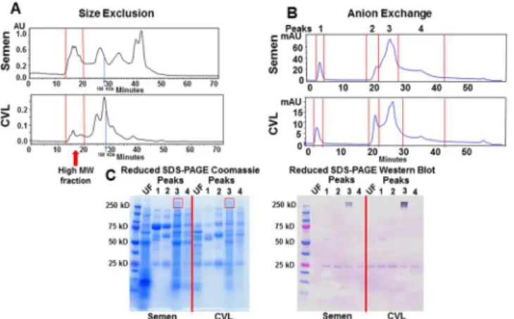 Fig 1. Identification TNC in semen and CVL. (A) Pooled semen and CVL was separated by size (>500 kDa) and charge (B) by high performance liquid chromatography (HPLC)