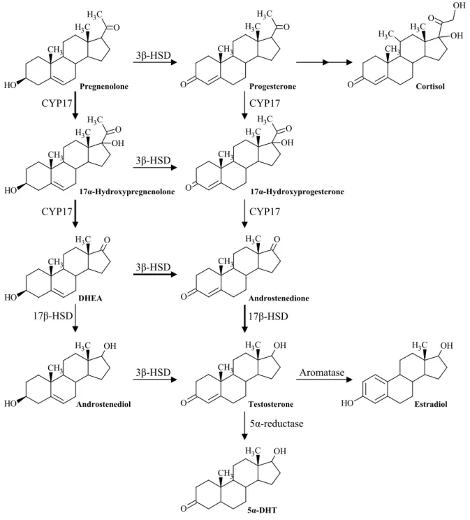 Figure I.9 – Biosynthetic pathway to form testosterone and other steroid metabolites. The larger  arrows represent the preferred path to form testosterone