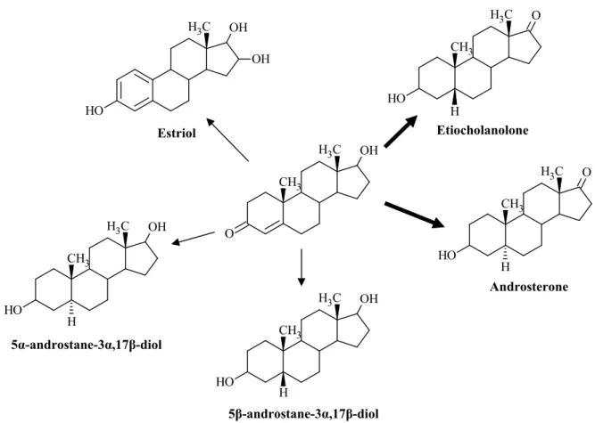 Figure I.12 – Phase I metabolism of testosterone [1]. Androsterone and Etiocholanolone represent the  major metabolites of testosterone