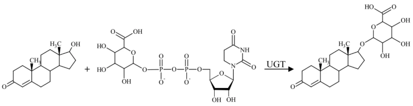 Figure I.13 – Phase II glucuronidation reaction of testosterone.  Testosterone glucuronide is a minor  metabolite of testosterone metabolic inactivation [1]