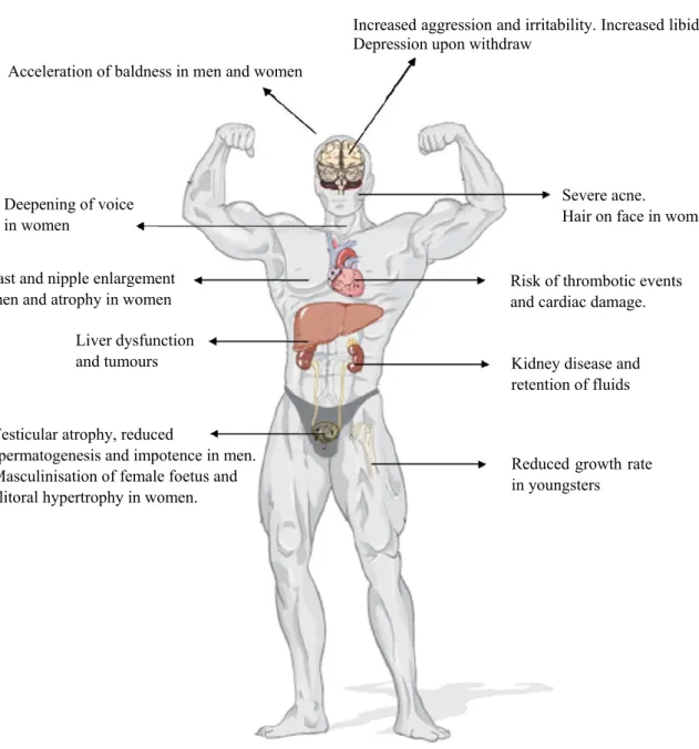 Figure I.15 – Schematic representation of the primary adverse effects of AAS abuse (adapted from  Lynette Rushton, The Endocrine System, Chelsea House Publications, 2009) 