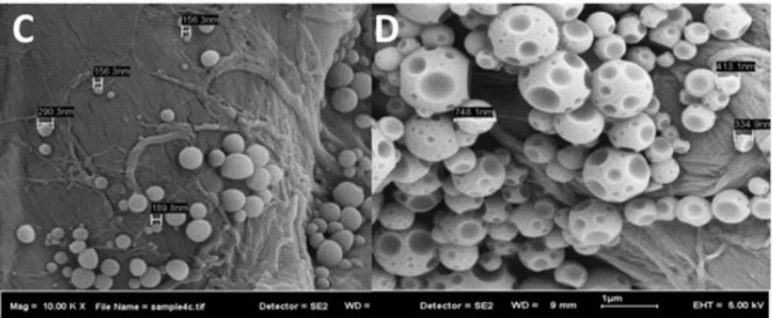 Figure 12 FESEM micrographs of polystyrene PNPs prepared by nanoprecipitation. Polymer solvent: tetrahydrofuran