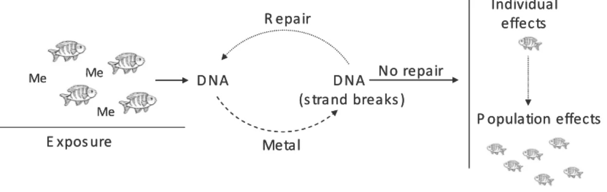 Figure  1.3  –  Schematic  representation  of  processes  leading  to  DNA  damages  from  exposure  to  effects on populations (Me – metals)