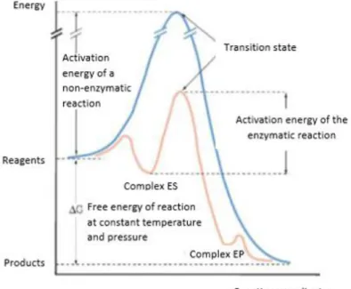 Figure 1.1.1 - Energetic profile of enzymatic and non-enzymatic reactions [17]. 