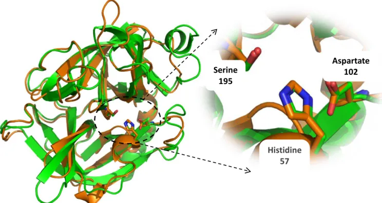 Figure  1.4.4  -  Structure  superposition  of  PPE  (PDB:  3EST,  green)  and  HNE  (PDB:  3Q76, orange),  with  an  expansion  of  the  active sites (rmsd=1.2774 Å ), [32], [33]