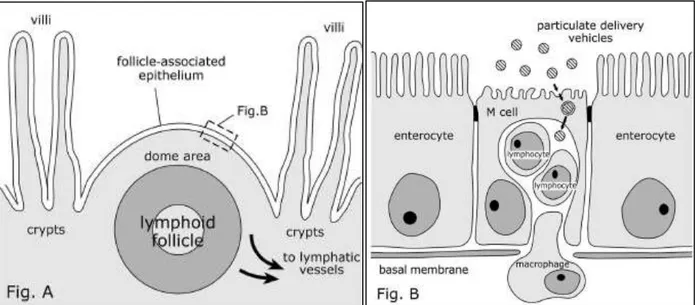 Figure  1.6|  Schematic  sections  of  Peyer's  lymphoid  follicle  and  follicle-associated  epithelium  (FAE),  showing the transport of particulate delivery vehicles by M cells