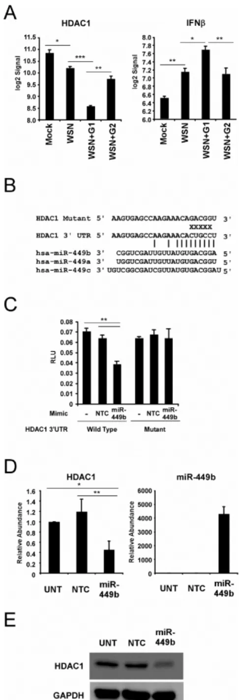 Figure 4.  MiR-449b regulates HDAC1 mRNA and protein expression.  (A) HDAC1 and IFNβ are regulated by influenza-induced miRNAs