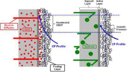 Figure 9 – A conceptual illustration of the effect of draw solute reverse diffusion on cake-enhanced  osmotic pressure (CEOP) in FO for different draw solutions: a) NaCl and B) dextrose (Lee, et al., 