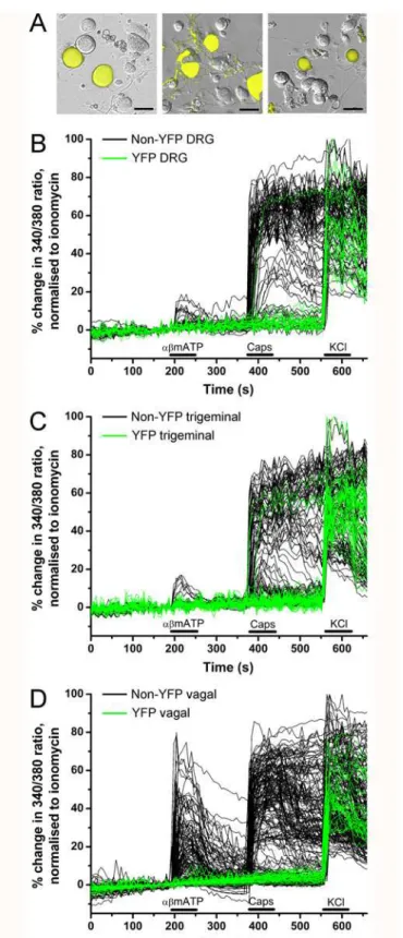 Fig 4. YFP-expressing sensory neurons are insensitive to capsaicin and α,β methylene ATP