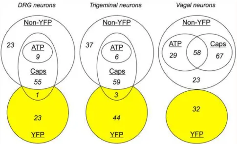 Fig 5. Euler diagrams comparing sensory nerve populations with YFP expression. Populations ascribed by sensitivity to α,β methylene ATP (10 μM) and capsaicin (Caps, 1 μM,).