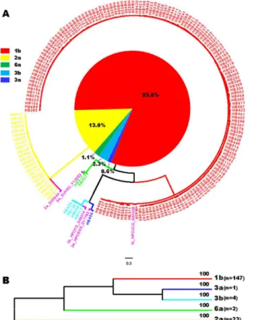 Fig 2. Circle form of a phylogenetic tree based on the NS5B sequences from 177 study subjects co- co-analyzed with 5 references for 5 assigned subtypes