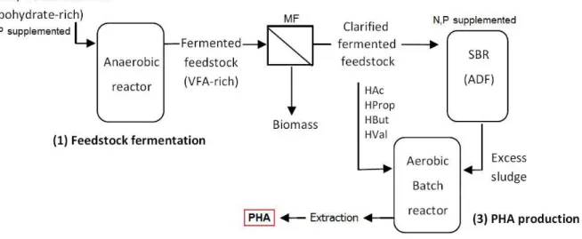 Figure  1.3  presents  a  scheme  of  the  three-step  process  for  PHA  production  by  mixed  microbial