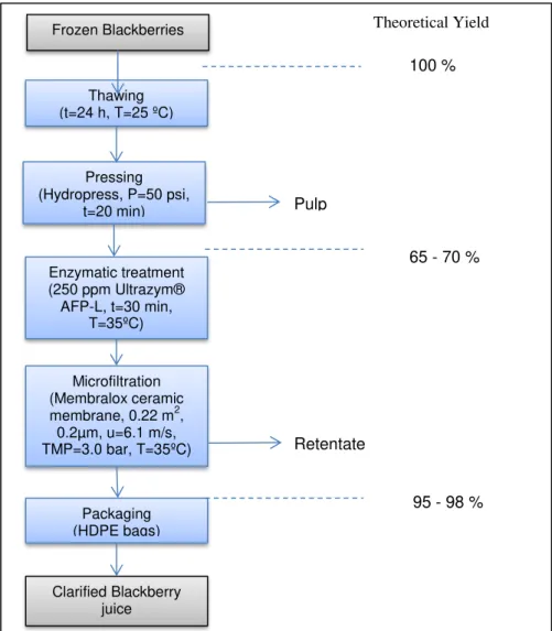 Figure 8. Process flow and Theoretical yields for the  production of Clarified Blackberry Juice