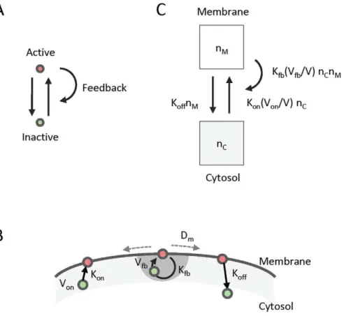 Figure 1. Conceptual model of positive feedback. (A) A simple 2-state model of positive feedback