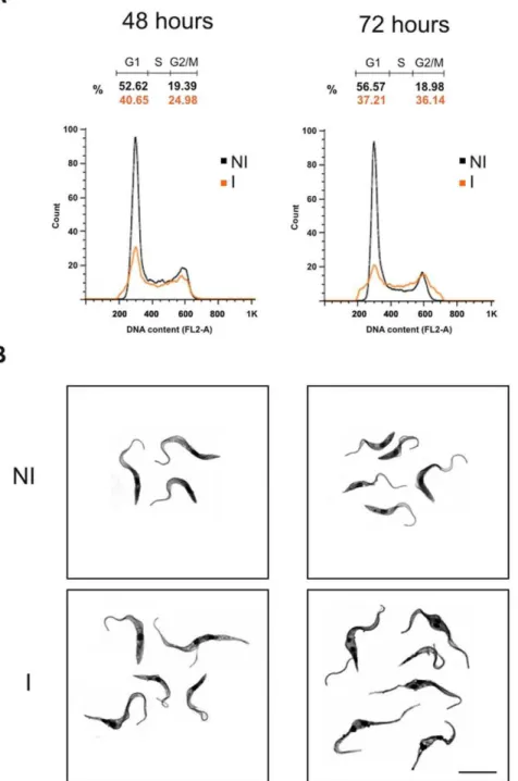 Figure 7. Analysis of cell cycle and morphology. (A) The cell cycle was analyzed by flow cytometry and the graphs correspond to data from RNAi assays after 48 and 72 hours of induction