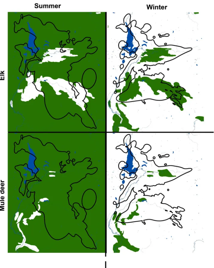 Figure 2.  Seasonal ranges of mule deer, elk, and cougars in the study area.  Seasonal ranges of mule deer and elk in green in the study area, as they overlap with the seasonal ranges of cougars outlined in black