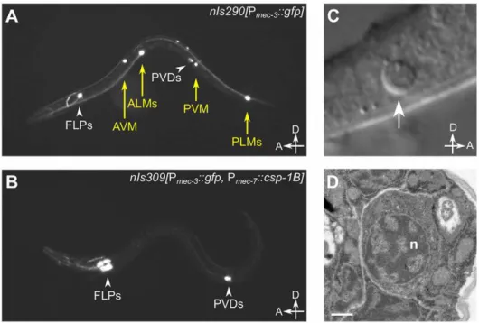 Table 2. Ectopic expression of csp-1B from the mec-7 promoter can kill touch neurons, and this killing activity requires the conserved cysteine in the putative caspase active site.