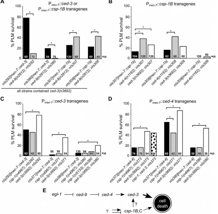 Figure 3. csp-1B cell-killing activity is not regulated by the canonical programmed cell death pathway