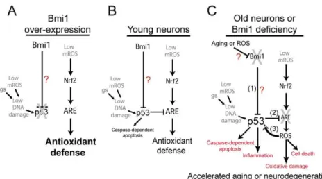 Figure S2 Cultured WT and Bmi1 2/2 neurons were infected or not with an adenovirus expressing a dominant-negative form of p53, and gene expression levels were analyzed by qPCR 48 hours later