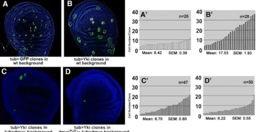 Figure 6. yki over clonal expansion is restrained by dmyc -induced cell competition. (A–D9) Cell competition assay shows that, while wild type clones are outcompeted in this genetic background [5], the clonal expansion of yki over cells is partially restra