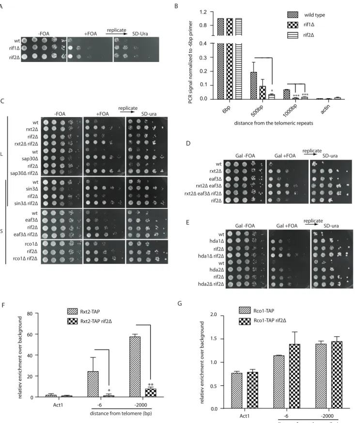 Figure 3. The Rif proteins promote Rpd3L recruitment to telomeres. (A) Cells with the indicated genotypes and harboring construct 2 were spotted onto the galactose media (+/2 FOA) (B) Rap1 ChIP was performed as described for Figure 2B
