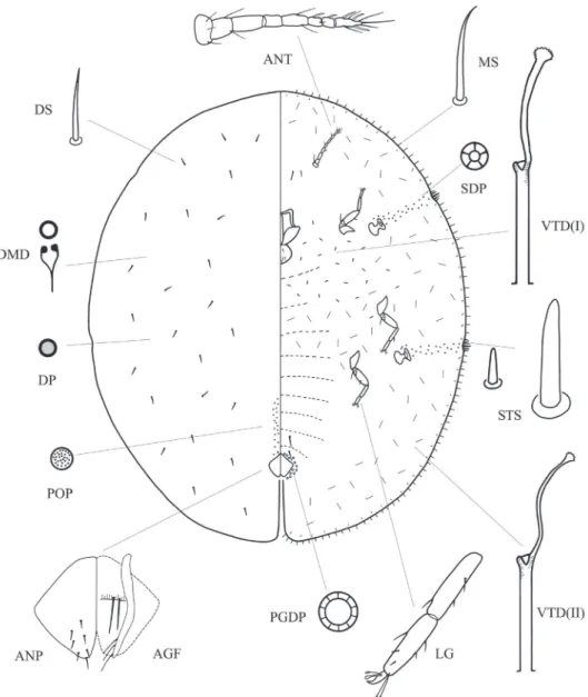 Figure 1. Coccus multisetus sp. n. ANT antenna; ANP anal plate; AGF ano-genital fold; DMD dorsal  microduct; DP dorsal pore; DS dorsal seta; LG tibio-tarsus of hind leg; MS marginal seta; PGDP  pre-genital disc-pore; SDP spiracular disc-pore; STS stigmatic
