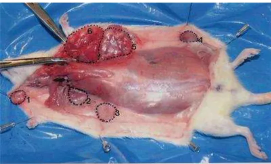 Figure 1. Multi-tumors (six) detected in a female SD rat at 120 days after DMBA administration  in positive control